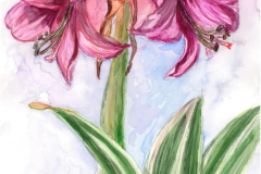 Amaryllis