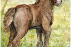 Pferd-Thomas-rotated