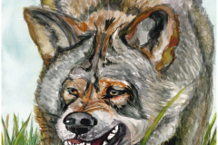 Wolf-rotated